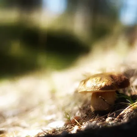 Rokuanhovin Moekit Domek alpejski