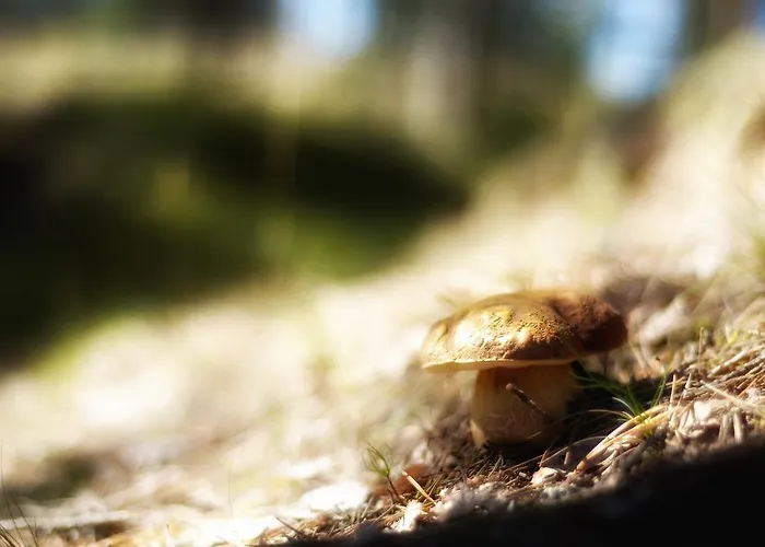 Rokuanhovin Moekit Domek alpejski